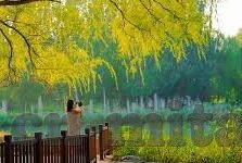 三级av无码中文网麻豆-高清影视创作者的力量，传递优越内容与边界意识的寻求